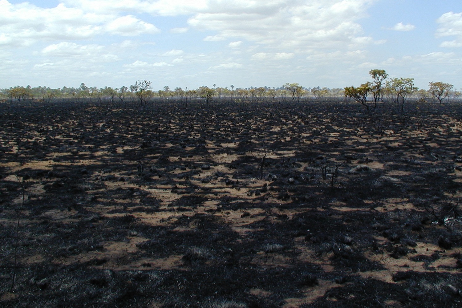 Human Impact On Amazon Rainforest Is Devastating Successful Green